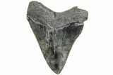 Serrated, Fossil Megalodon Tooth - South Carolina #234015-1